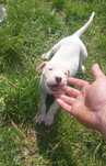 Suczka Dog Argentyński