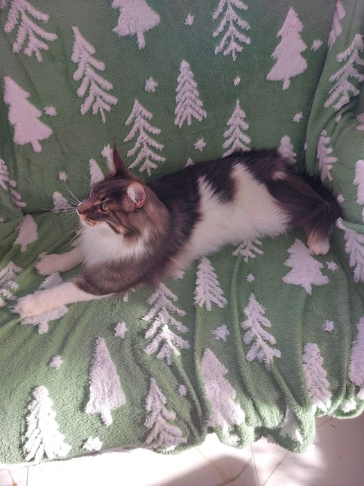 Kot Maine Coon rodowód FPL