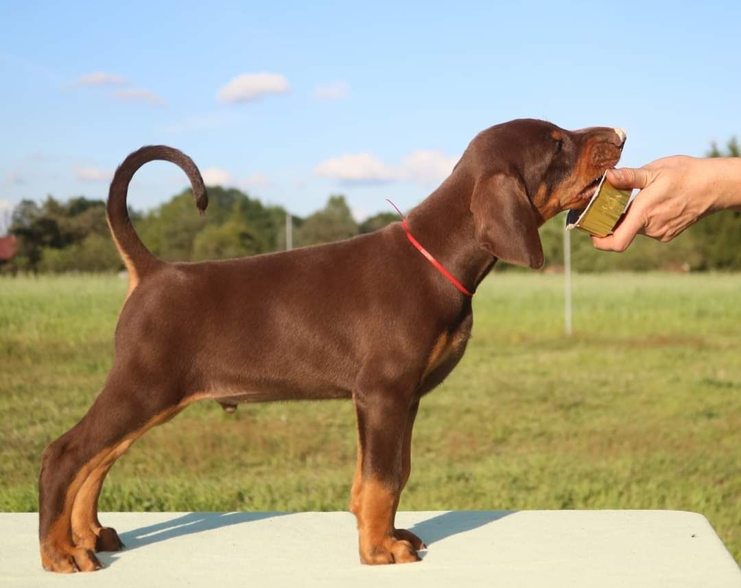 Doberman piesek z wyjątkowego skojarzenia ZKwP/FCI