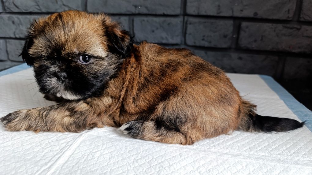 Shih tzu z genem czekoladowym.Juz do odbioru.