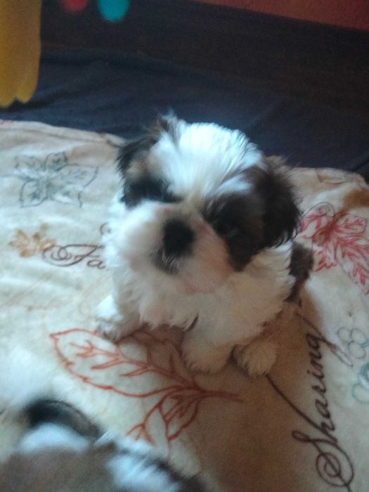 Śliczny szczeniak rasy Shih Tzu