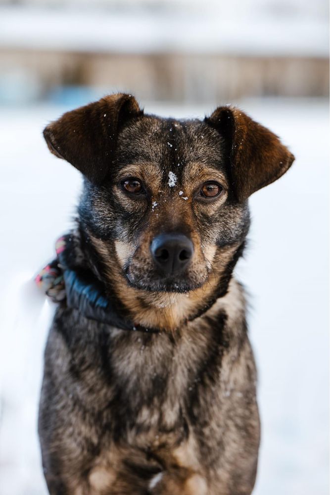 Cudowna filigranowa Lola czeka na wymarzony dom adoptuj