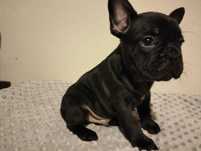 Buldog francuski czarny