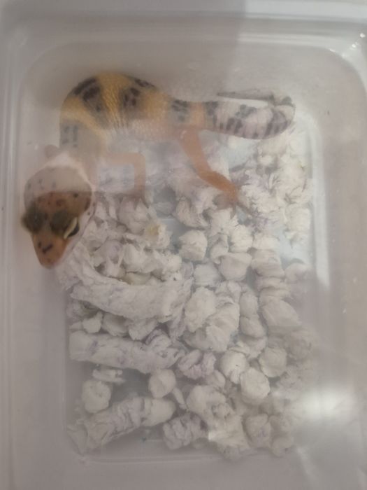 Gekon lamparci Kraków (Swoszowice)