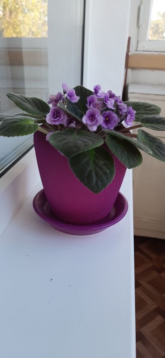 Фіалка з керамічним горщиком домашня рослина кімнатна, бузкові квіти