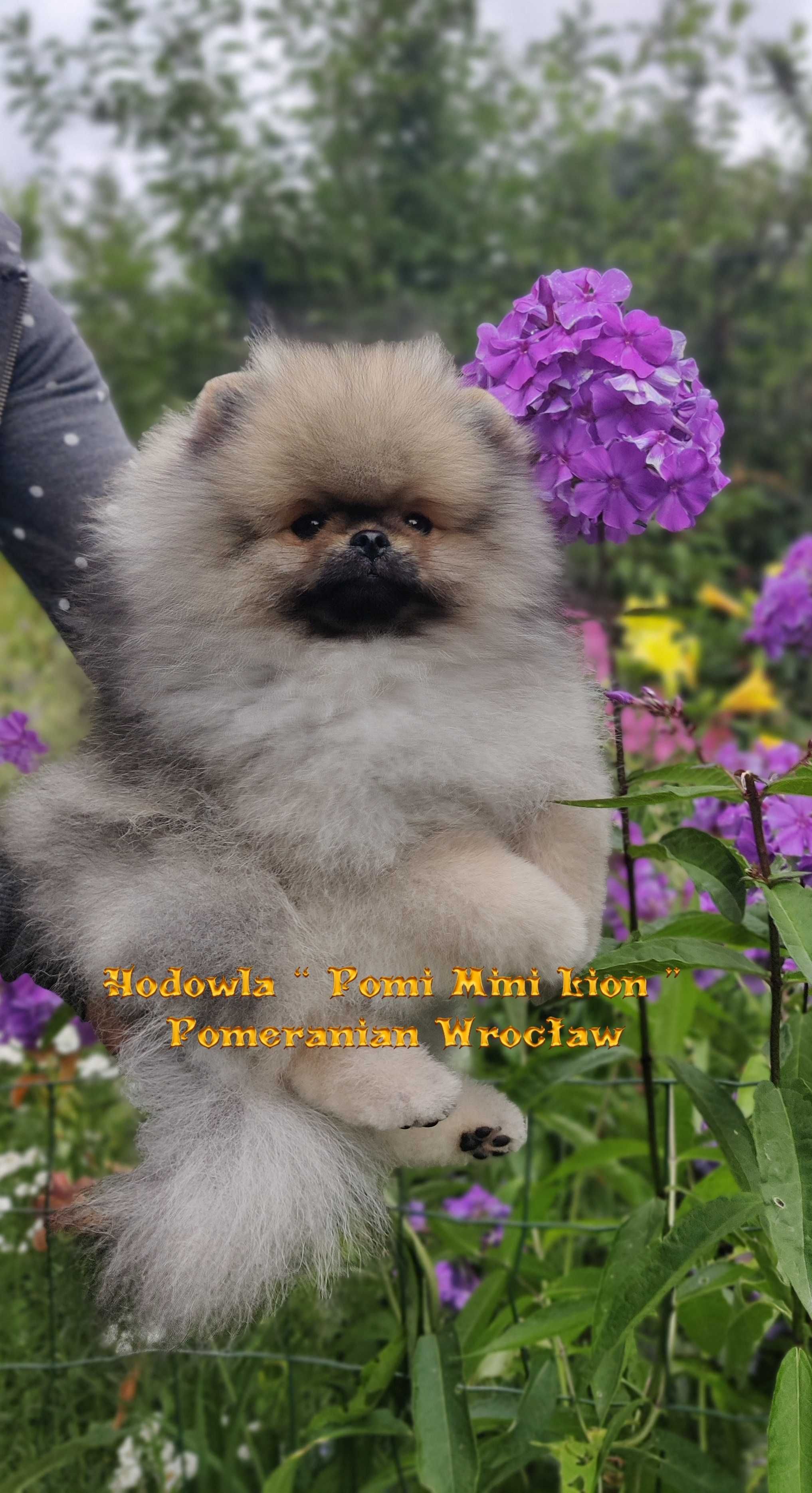 Pomeranian  Orange Sable Szpic Miniaturowy Miś