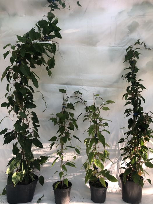 Актинідія в горщику