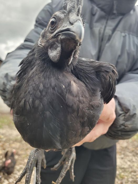 Kogut ayam cemani
