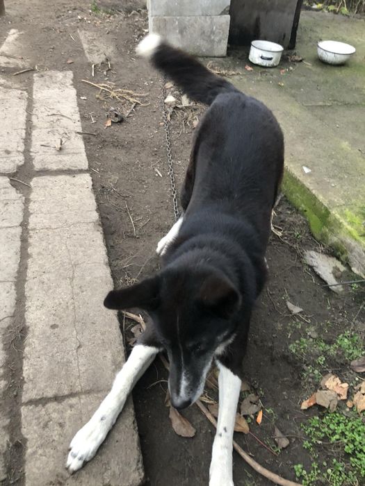 Собака, сучка, отдам в добрые руки