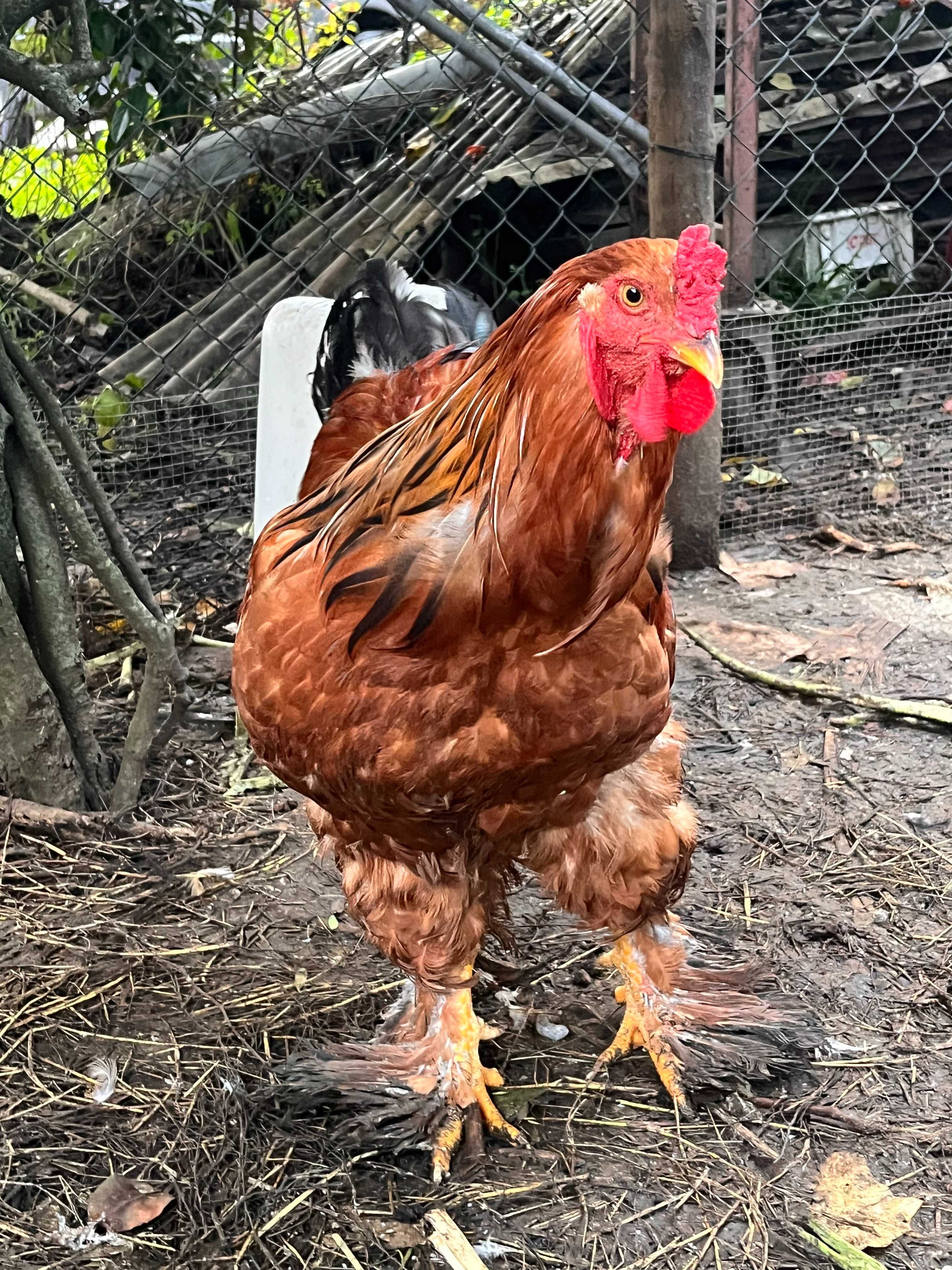 BRAHMA BUFF (ovos e aves)