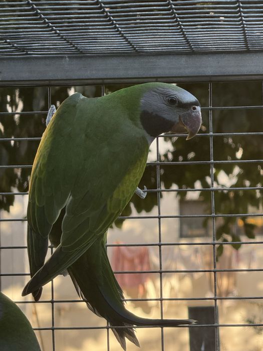 Derbiana , Rosela, Princesa Gales , king Parrot