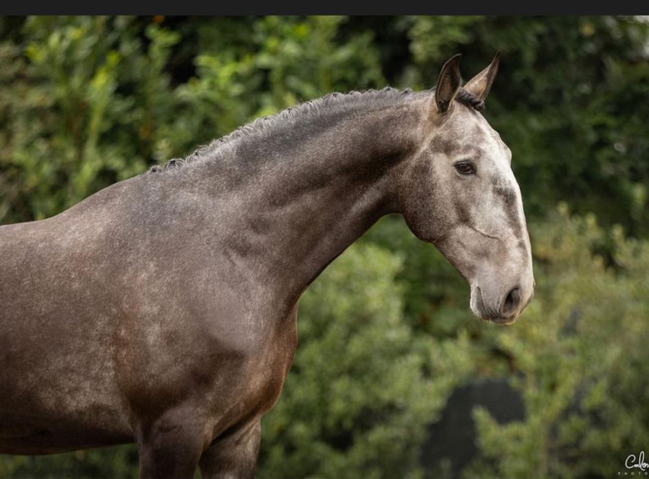 Vendo Cavalo PSL