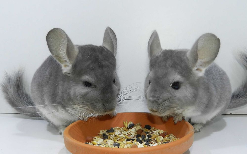 Szynszyla Szynszyl FIOLET fioletowy + wyprawka