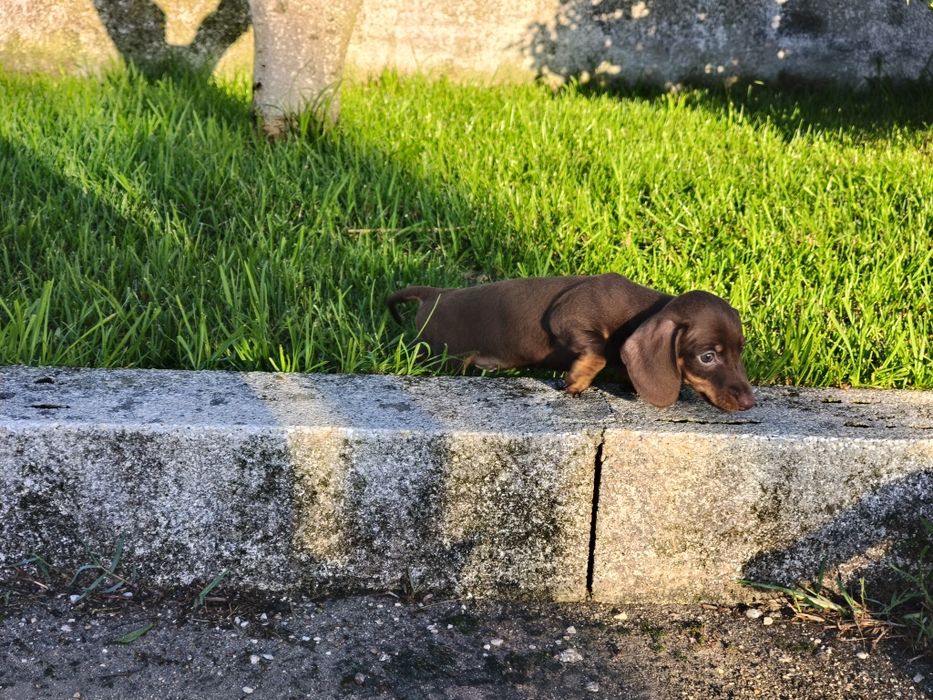 Teckel kaninchen macho com LOP