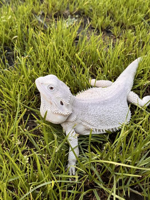 Agama brodata hypo zero