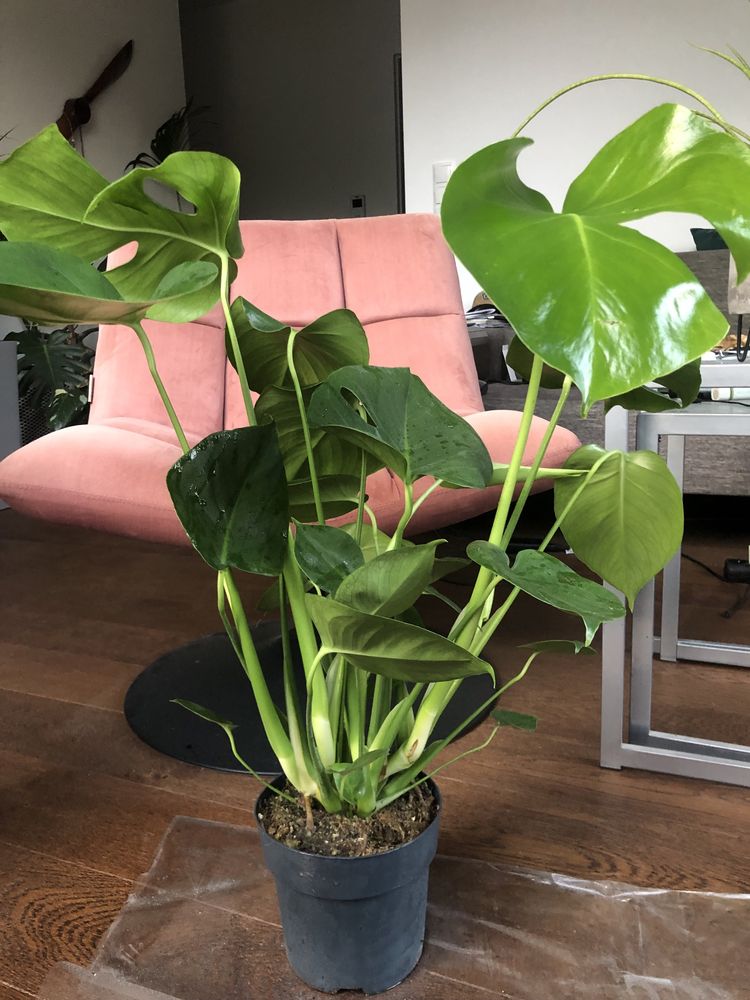 Piękna Monstera 80cm wysokości