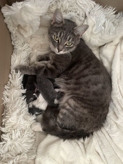 Отдам котят в хорошие руки в ноябре