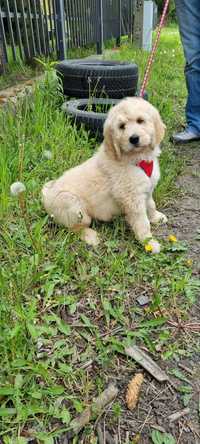 Goldendoodle szczeniak golden pudel