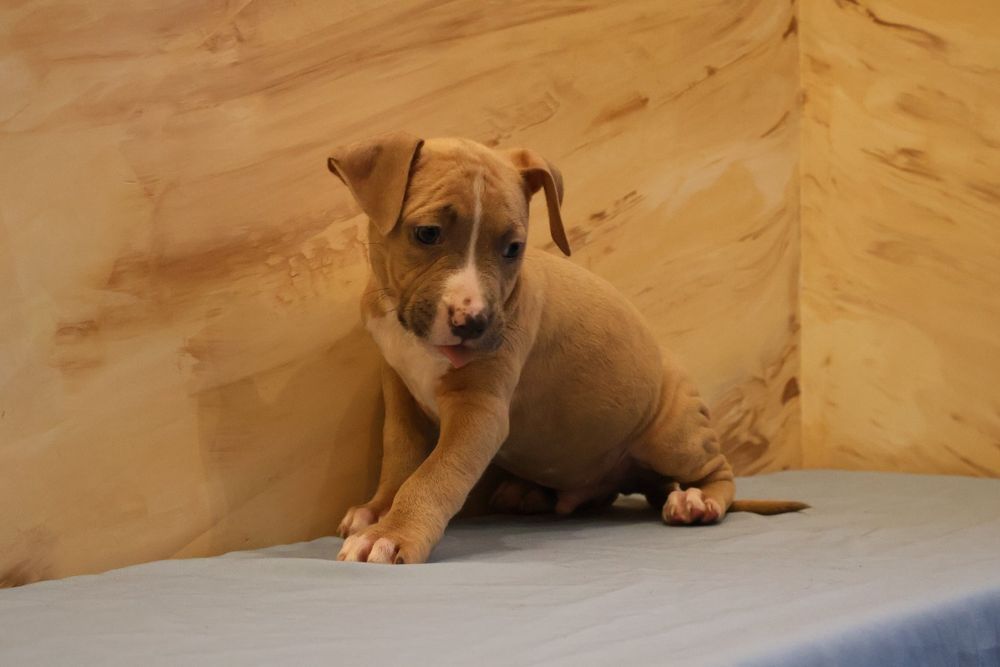 Цуценята Амстаффа від шикарних батьків.  Є доставка по Україні