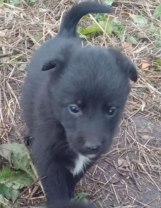 Отдам ДАРОМ!ЧУДЕСНЫЕ ЩЕНЯТА-мальчики,преданные сторожевые собаки!