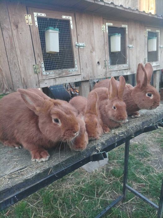 Króliki Nowozelandzkie Czerwone