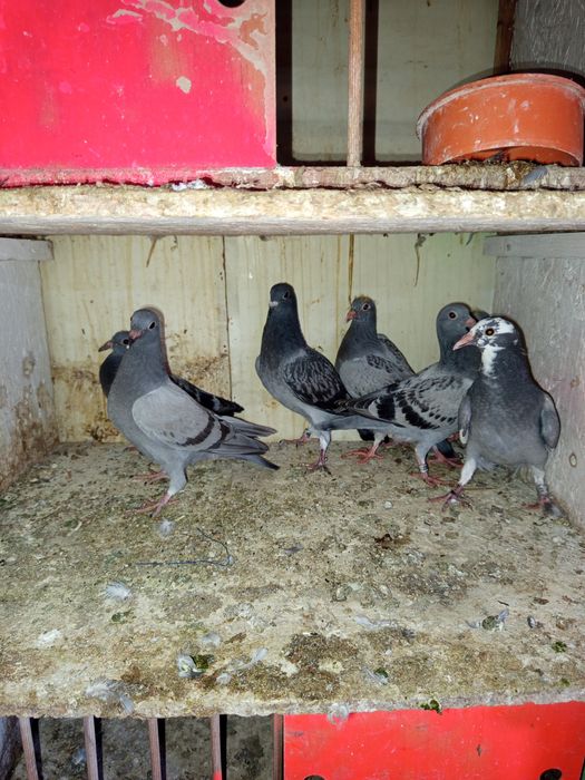 Gołębie pocztowe młode