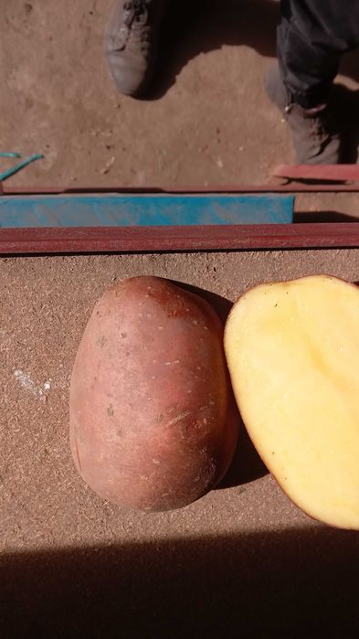 Прод товарну картоплю!