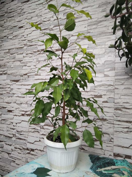 Фікус Бенджаміна Наомі менший