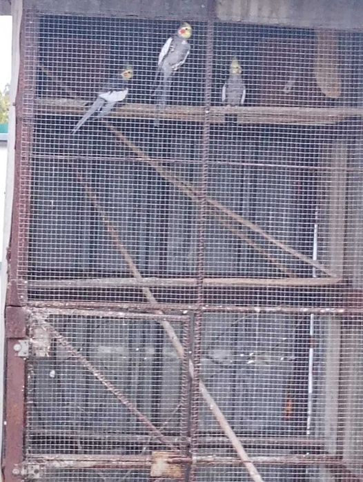 Caturras e gaiola em ferro