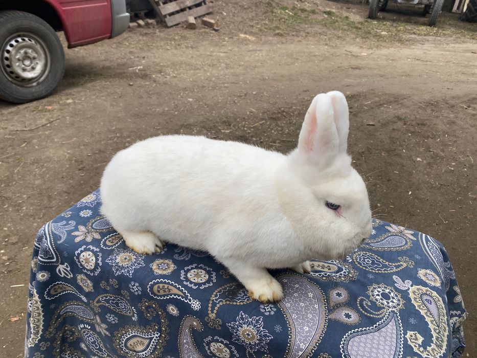 Wiedeński Biały Możliwość dobrania Pary Samiczki i Samczyki
