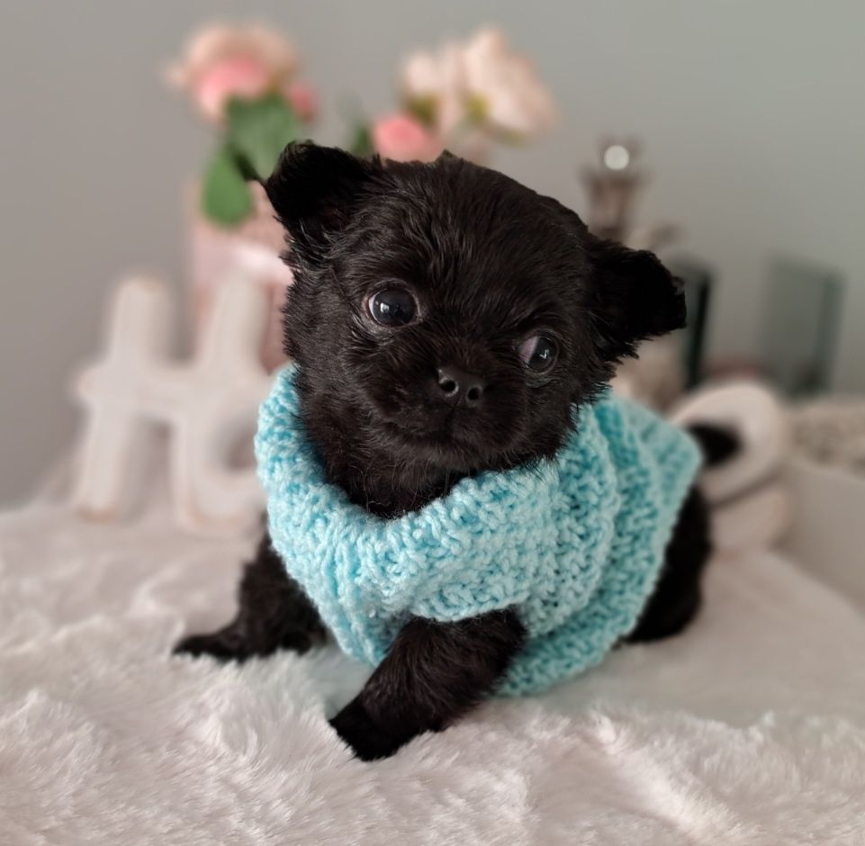 Piękny chłopiec długowłosy Chihuahua  DO ODBIORU