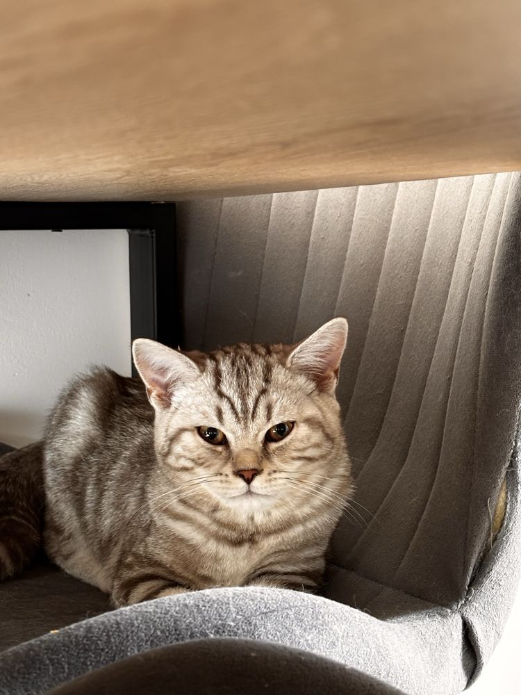 Kocurek brytyjski krótkowłosy whiskas