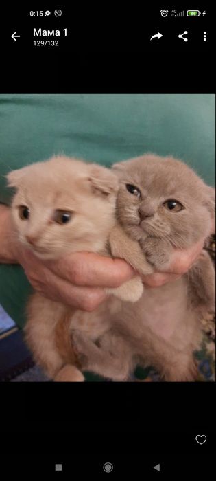 Кошеня Висловухе, 2 міс