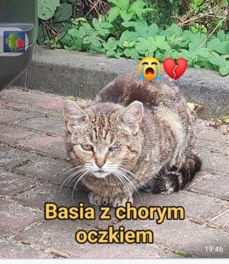 Kotek do adopcji