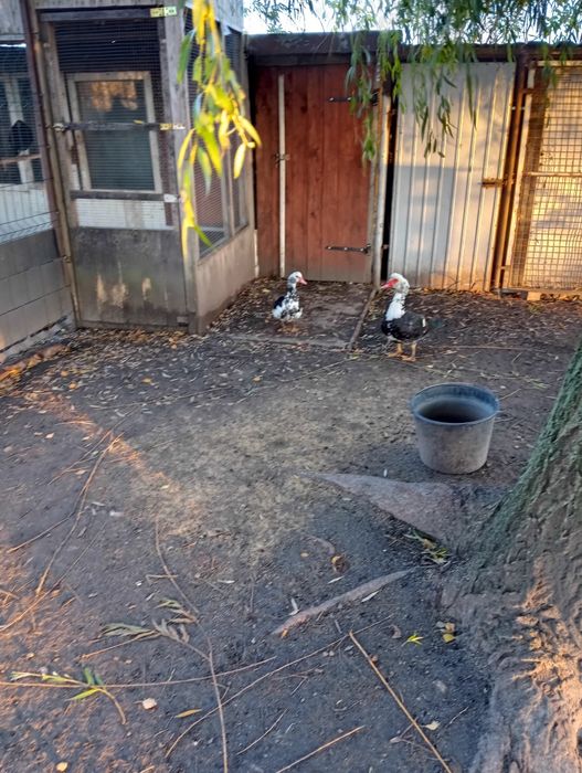 Sprzedam kaczki piżmowe