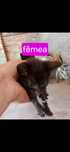 Gatinha para adoção.
