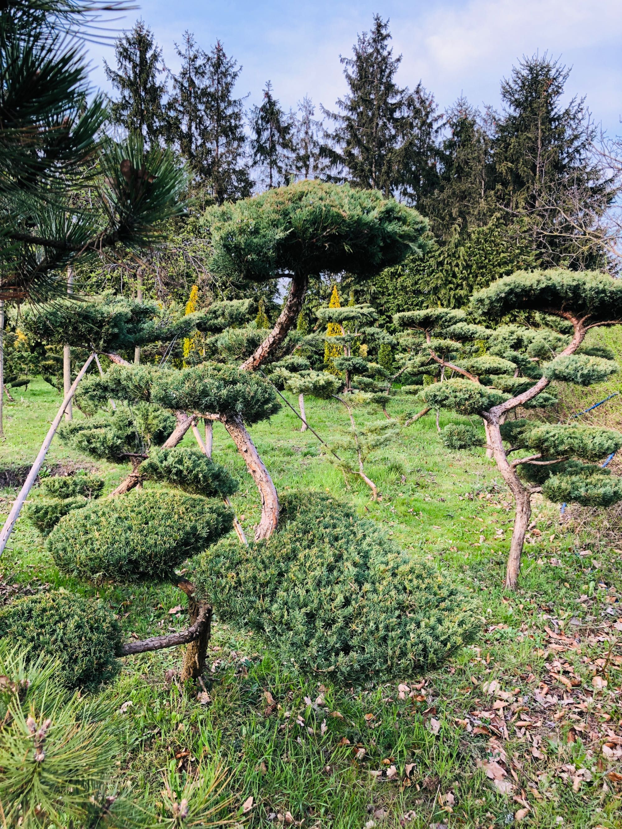 Bonsai , duże drzewo formowane