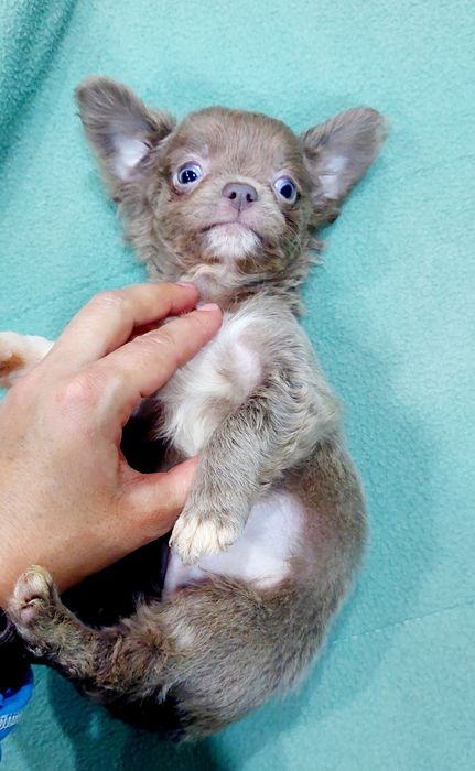 Chihuahua  de qualidade macho