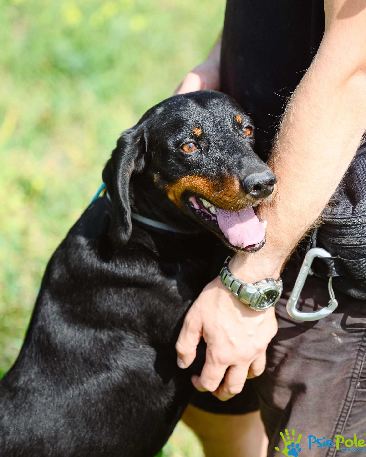 Bardzo miły, kontaktowy psiak LUKSUS szuka domku!