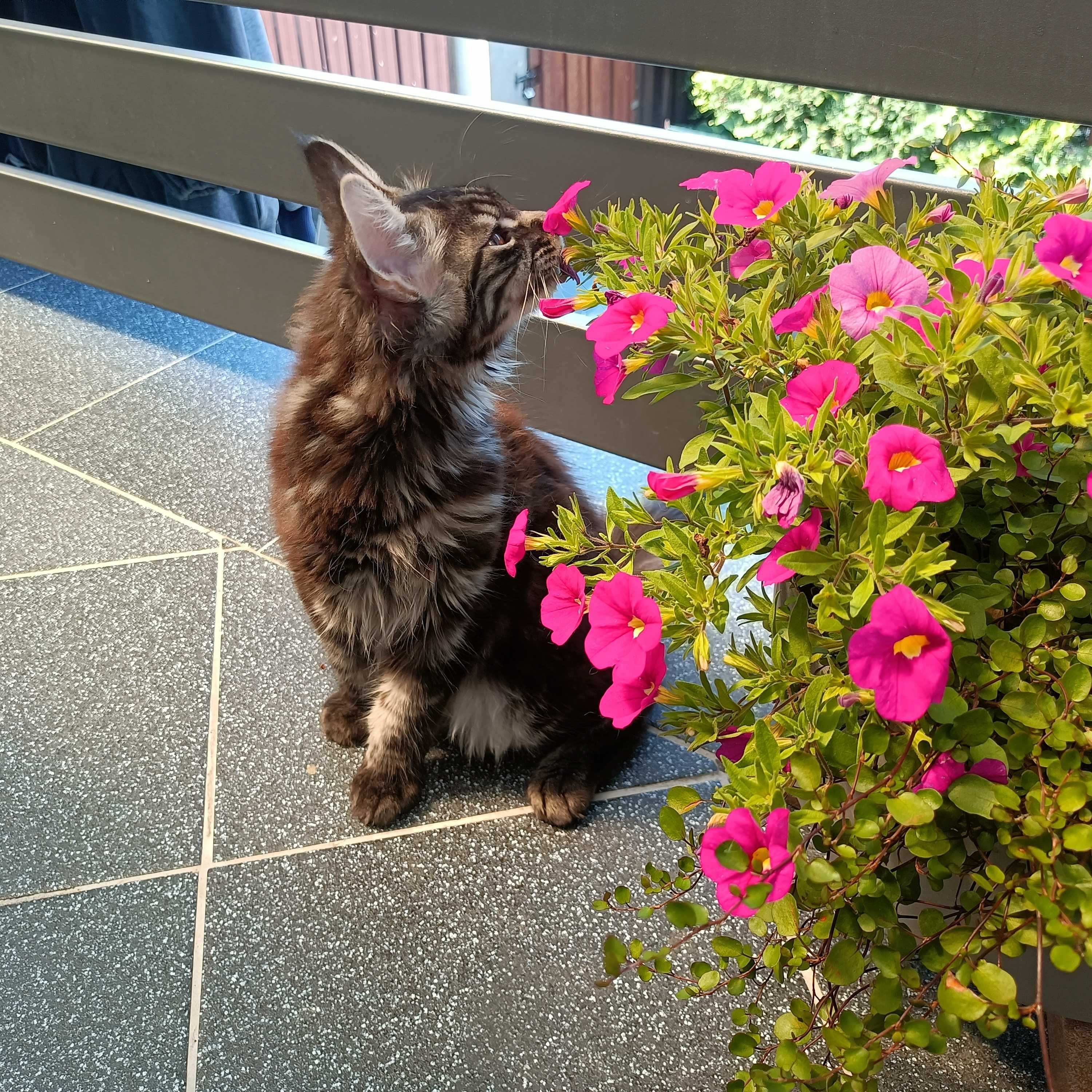 kocurek Maine coon FPL