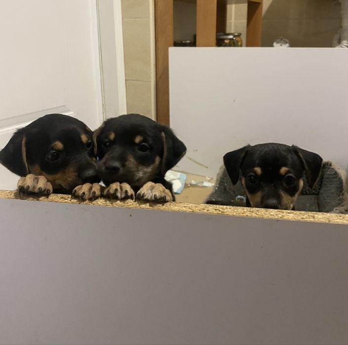 Szczeniaki do przygarnięcia