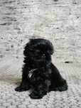 Sunia Shih Tzu nr 3