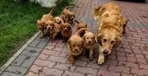 Goldendoodle piesek f1 standard i mini