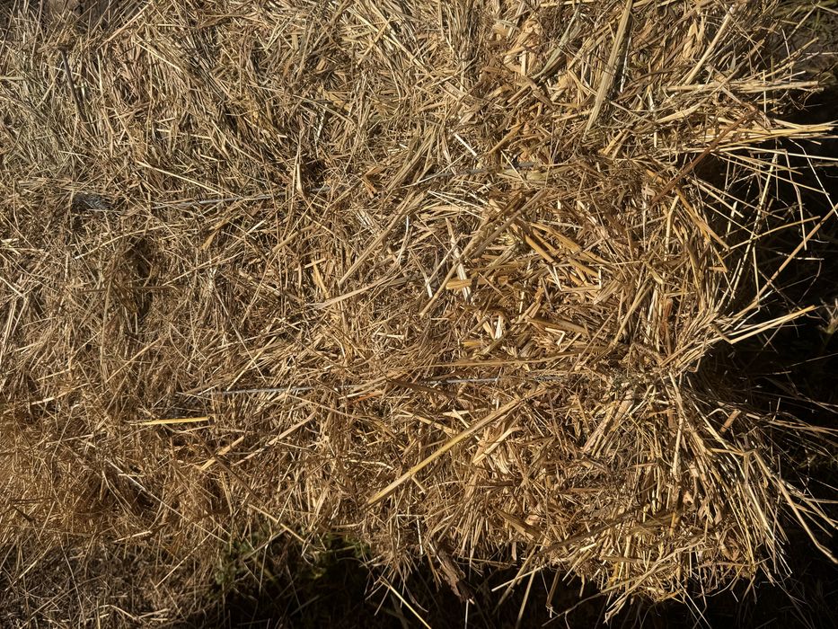 Продаж лугового сіна.