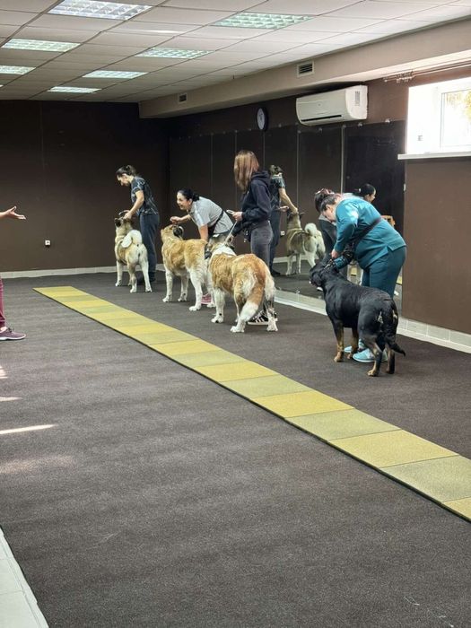 КінологДресирування дресировка кинолог собак Ірпінь Буча Гостомель