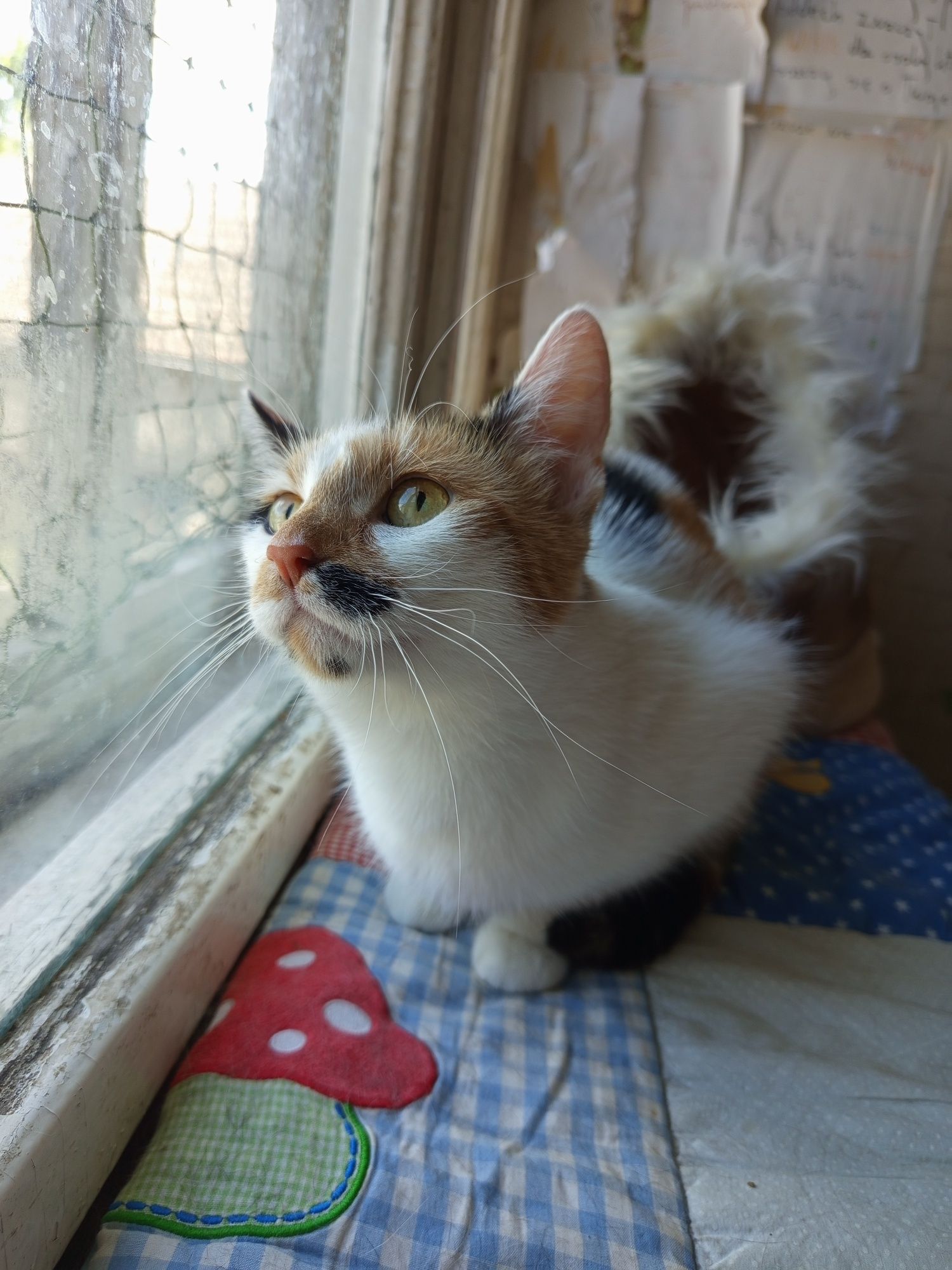 Kotka Mia poleca się do adopcji