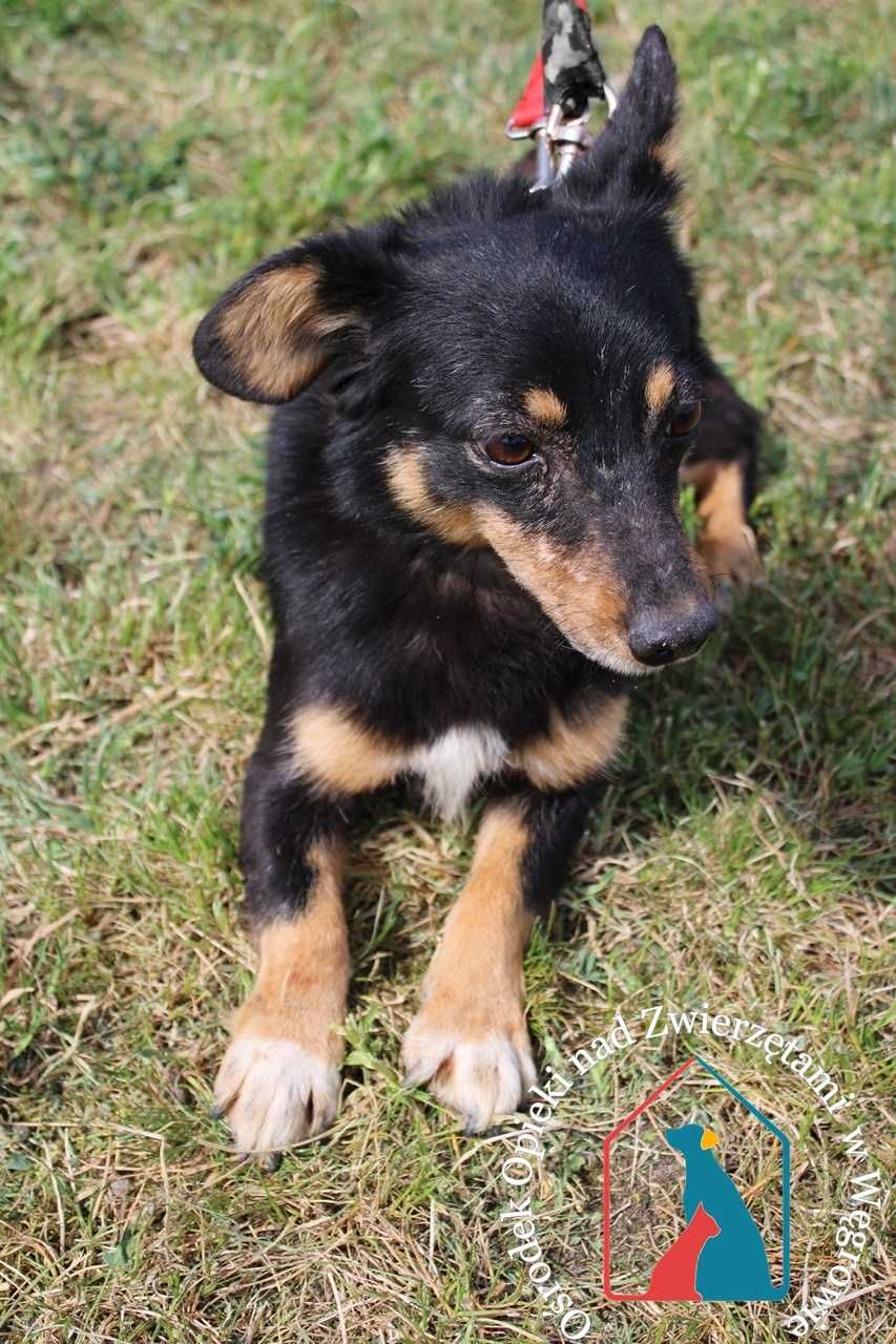 Mały piesek szuka domu! Adoptuj!