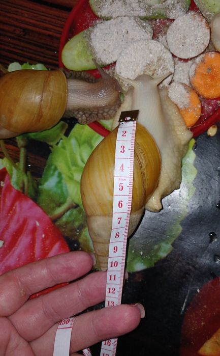 Ахатина фуліка родація