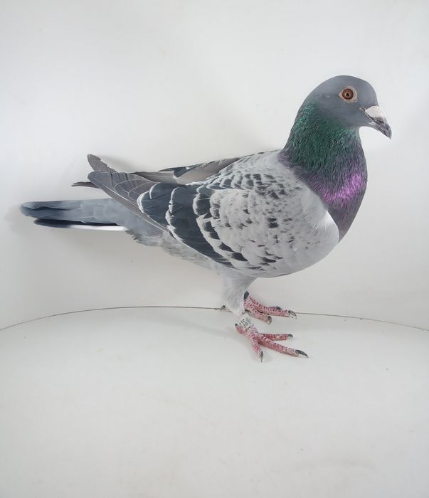 Piekne Belgi 25r oryg.Vermeersch Freddy gołębie pocztowe