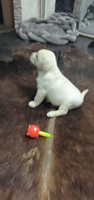 Предлагается к продаже щенок лабрадора ретривера!
Щенки имеют:
• Meтри